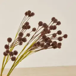 Pilar Onion Fruit Stem