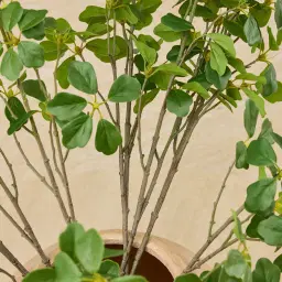 Silvia Fig Stem