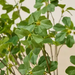 Silvia Fig Stem
