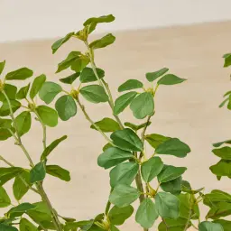 Silvia Fig Stem
