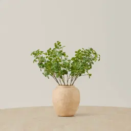 Silvia Fig Stem