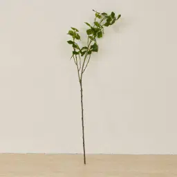 Silvia Fig Stem