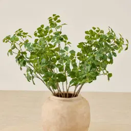 Silvia Fig Stem