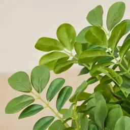 Cassia Seed Spray