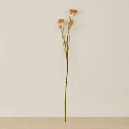 Fernanda Onion Fruit Stem