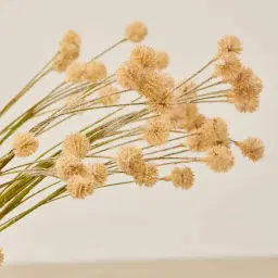Fernanda Onion Fruit Stem