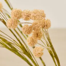 Fernanda Onion Fruit Stem
