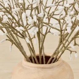 Magnolia Fruit Stem