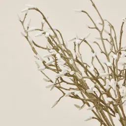 Magnolia Fruit Stem