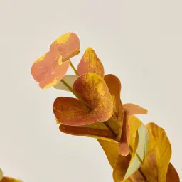 Alves Eucalyptus Stem