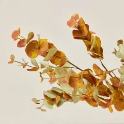 Alves Eucalyptus Stem