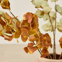 Alves Eucalyptus Stem