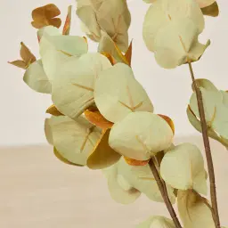 Alves Eucalyptus Stem