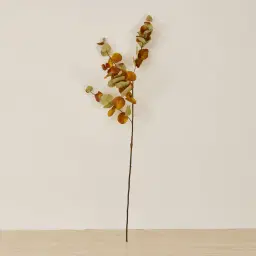 Alves Eucalyptus Stem