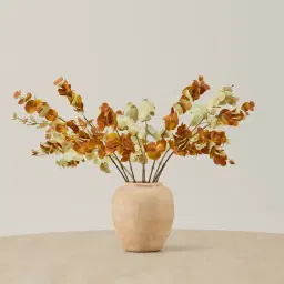 Alves Eucalyptus Stem